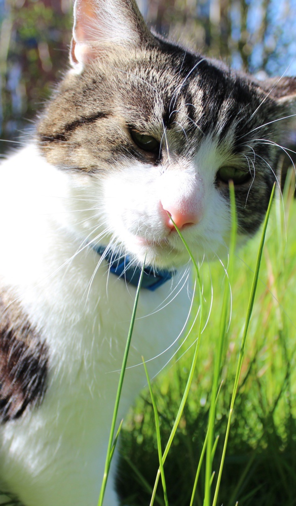 Грустный домашний кот на траве