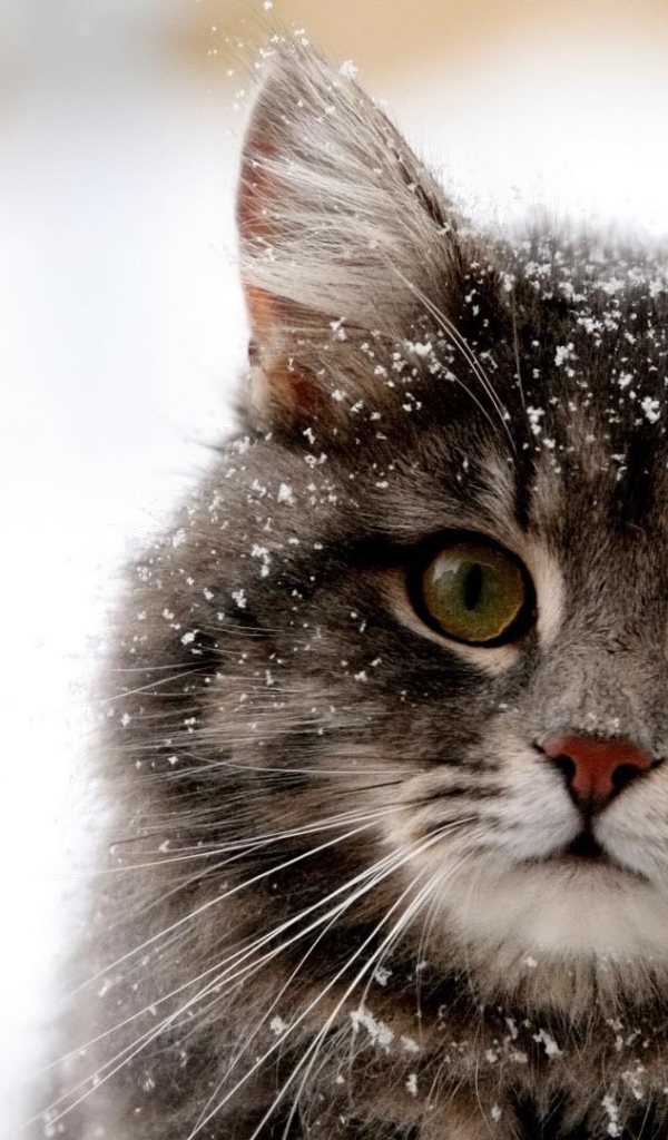 Снег на шерсти кота
