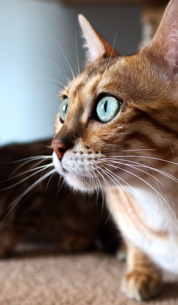 Удивленная кошка с выразительными глазами