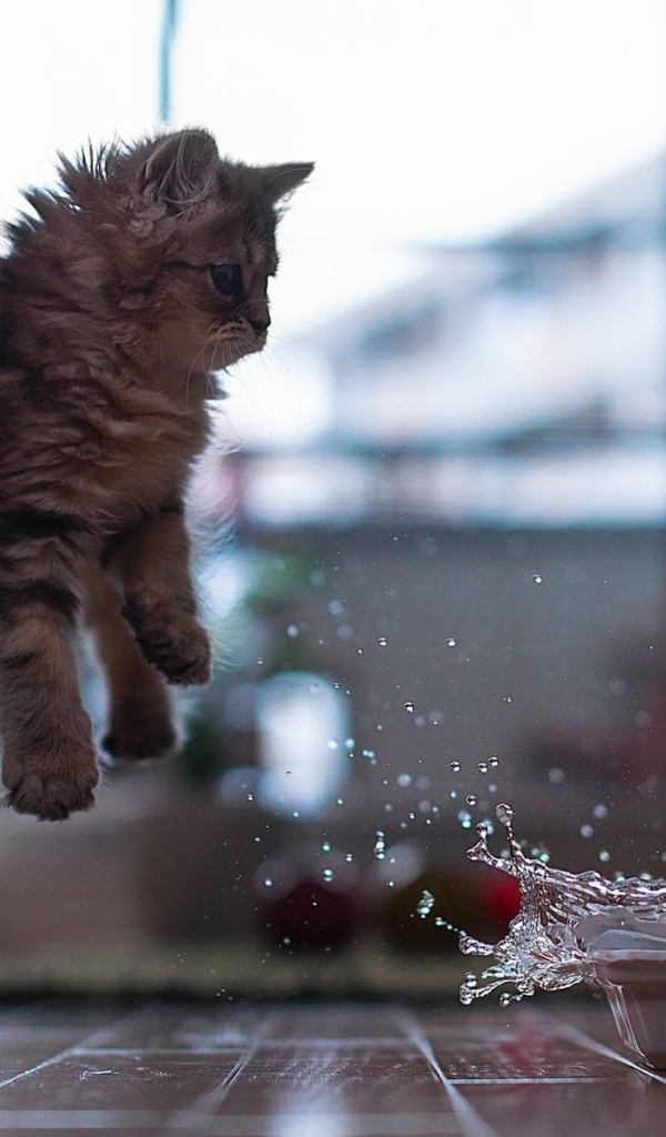 Котенок отпрыгивает от воды