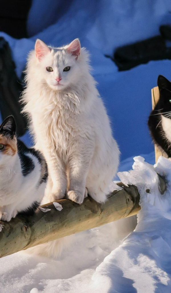 Три кота на деревянном заборе