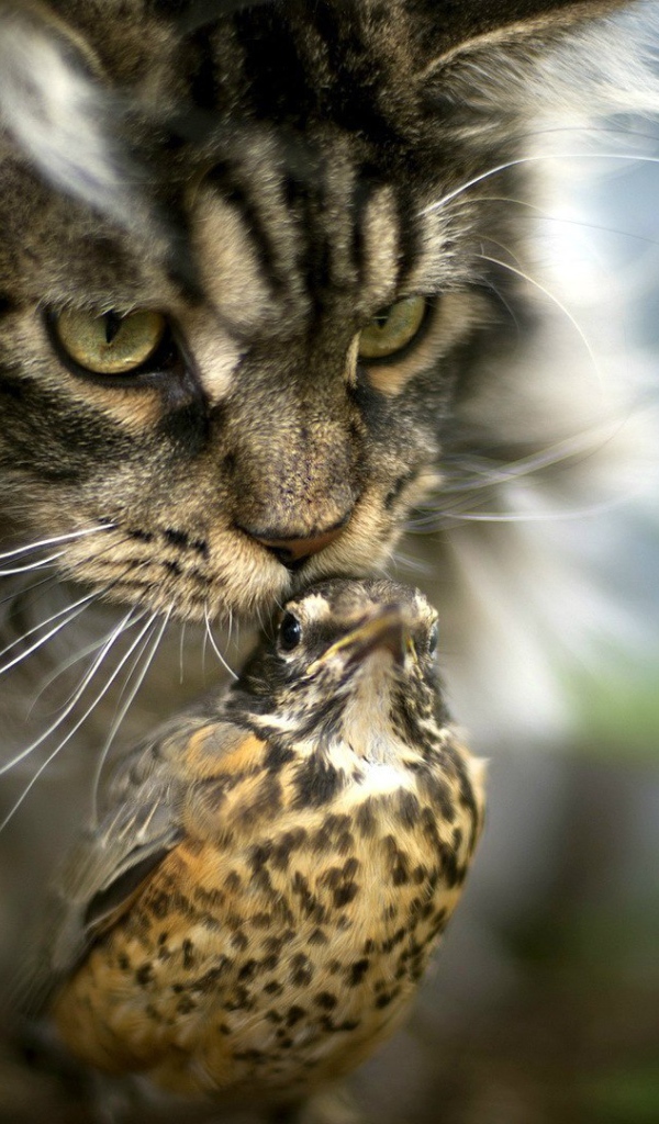 Необычная дружба кота и птицы