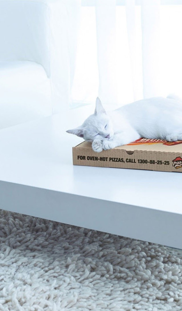 Белый кот спит на коробке на столе