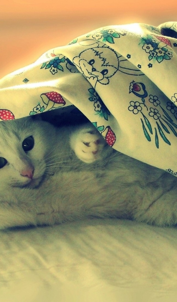 Белая кошка потягивается под одеялом
