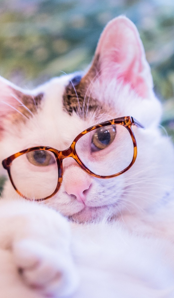 Белый кот в очках