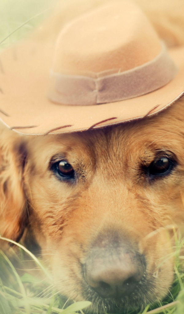 Собака в шляпке лежит среди травы