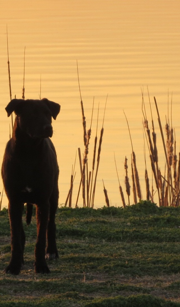 Черный пес на берегу озера