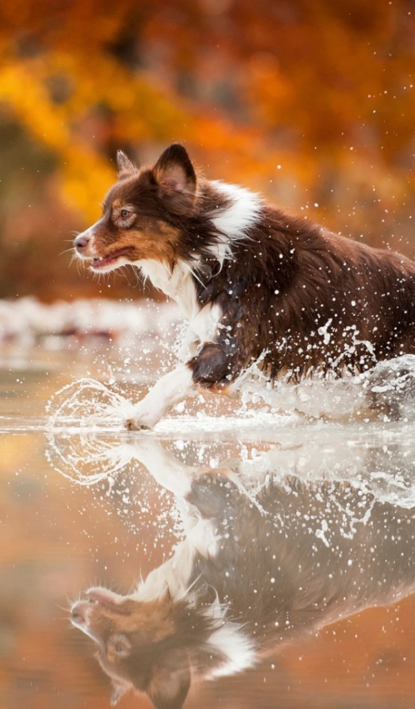 Коричневая собака бежит по воде