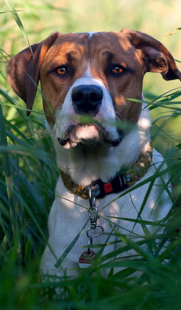 Собака в зеленых зарослях травы