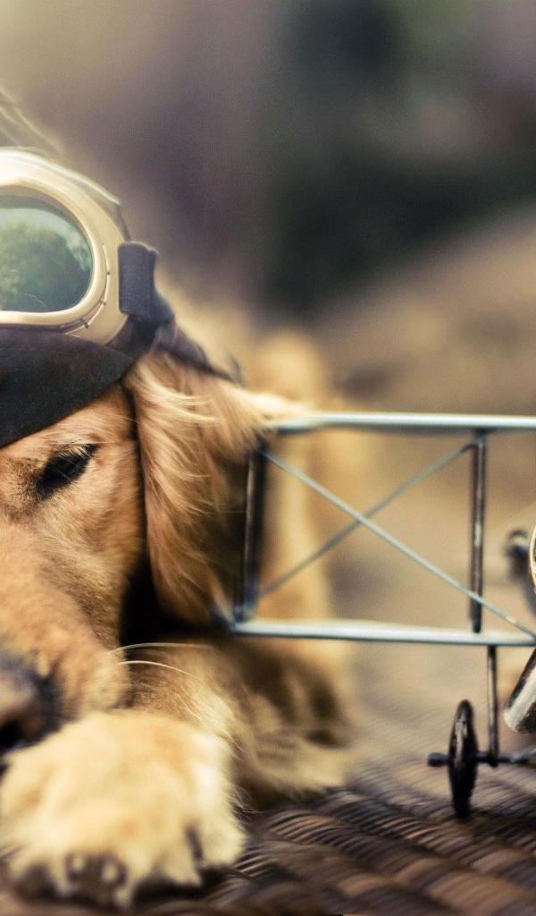 Собака пилот у модели самолета