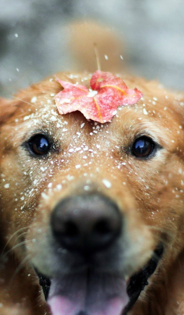 Лист на голове мокрой собаки