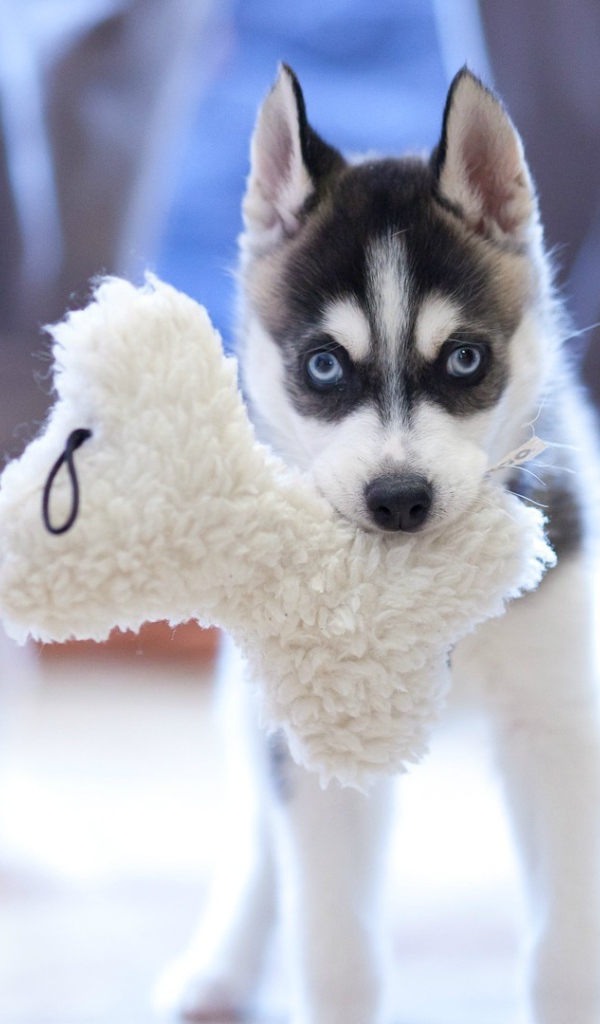 Little Husky with a toy in his mouth