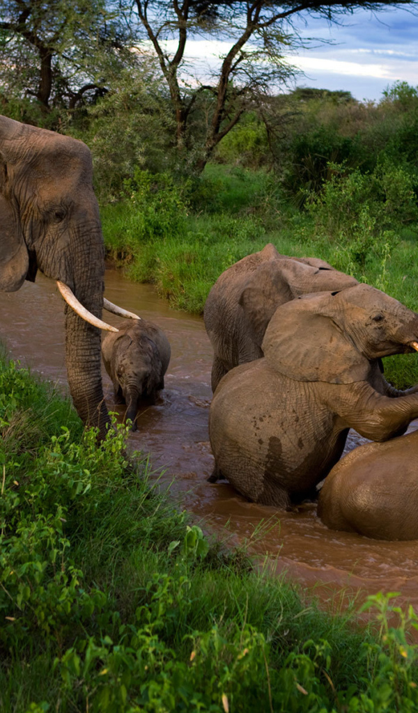 Семья слонов купается