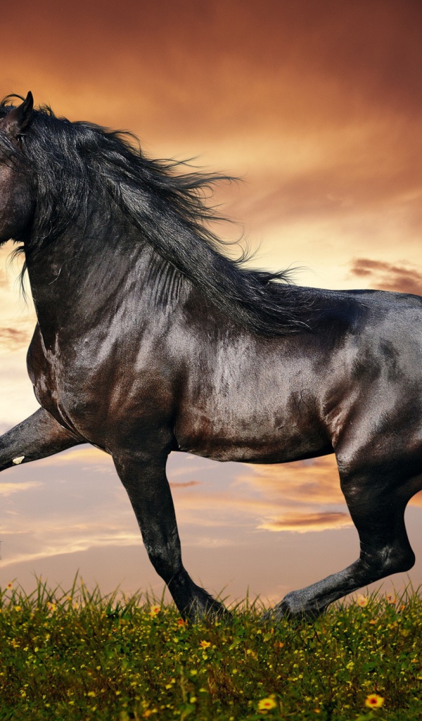 Блестящий черный конь на фоне неба