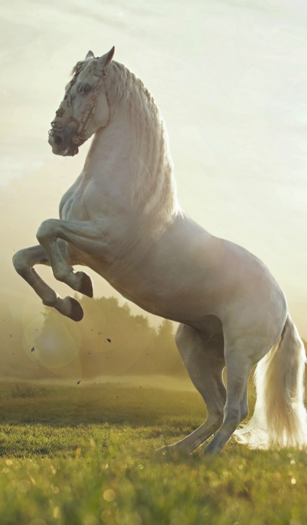 Белый конь встал на дыбы