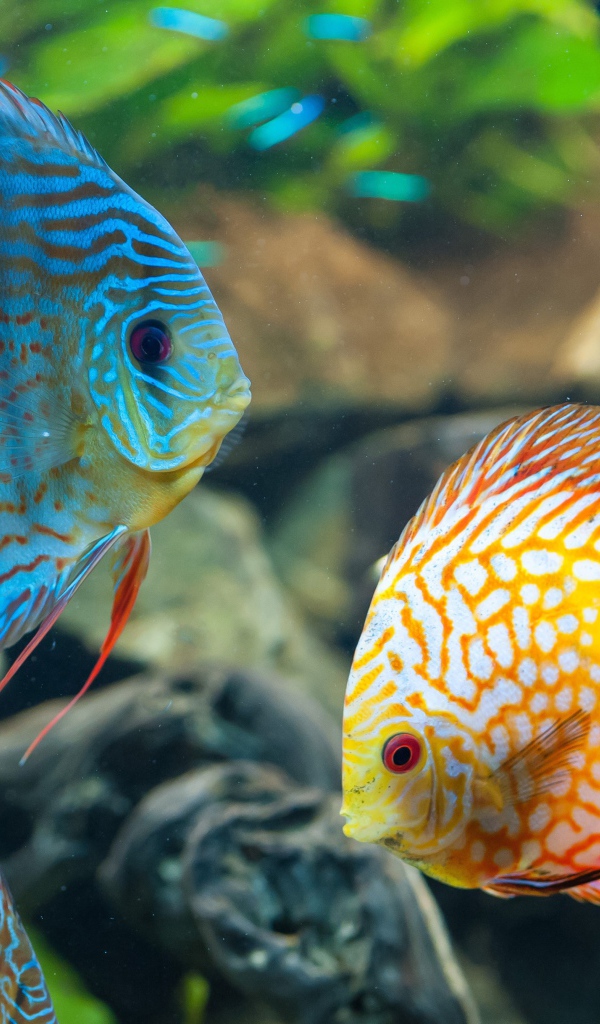 Голубая и оранжевая рыба с белыми пятнами в аквариуме