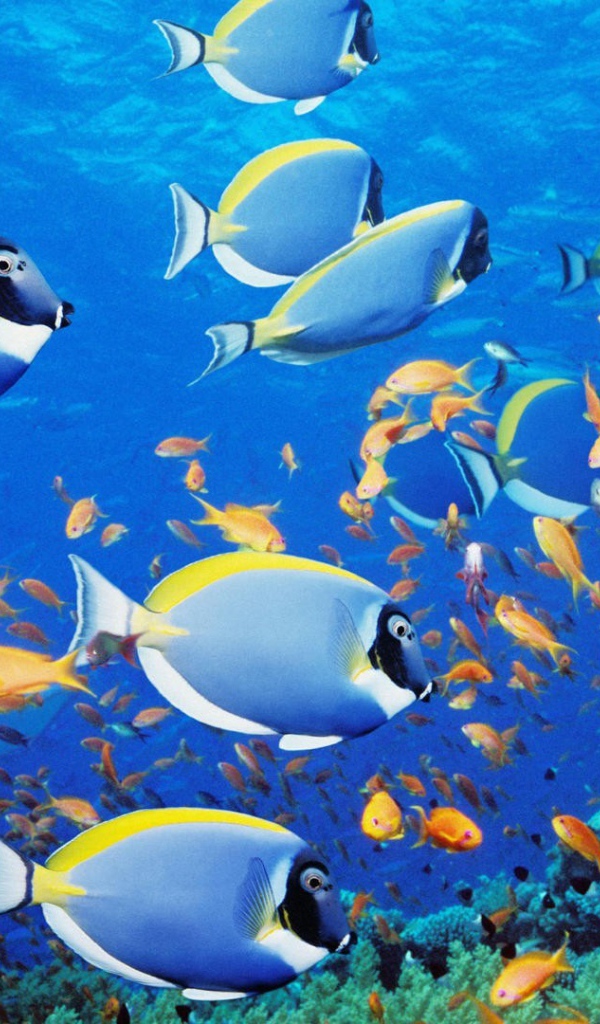 Голубые рыбки в тропиках
