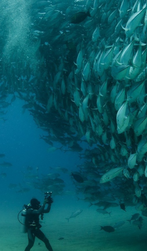Дайвер в океане фотографирует рыб