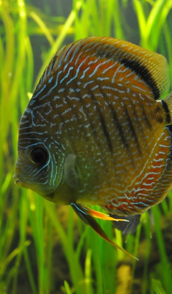 Рыбка на фоне водорослей в аквариуме