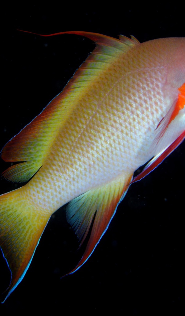 Рыба с оранжевой полосой у глаза