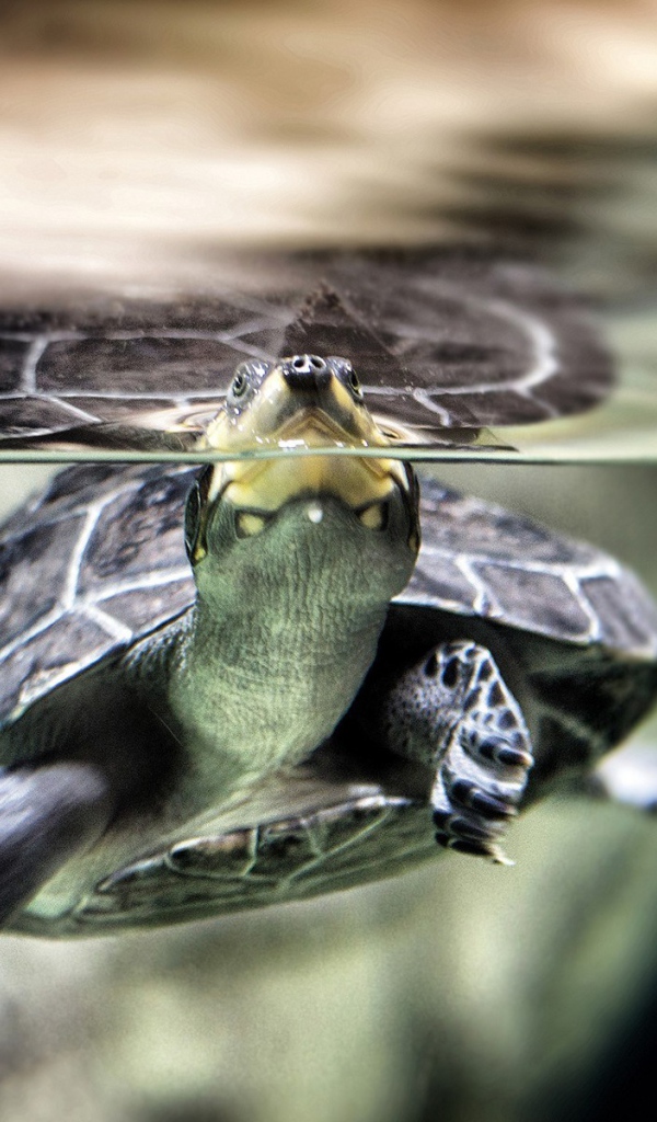 Нос черепахи торчит из воды