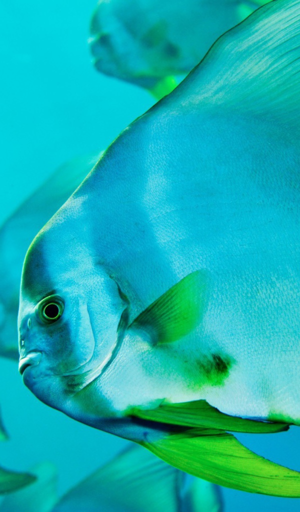 Прозрачная голубая рыба с зелеными плавниками