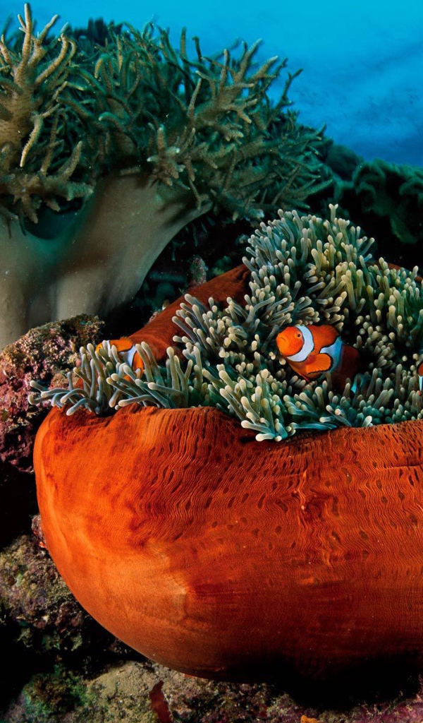 Подводная жизнь на коралловых рифах
