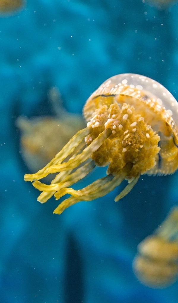 Желтая медуза в голубой воде