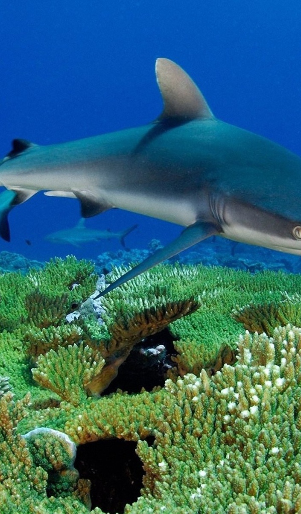 Молодые акулы на коралловом рифе