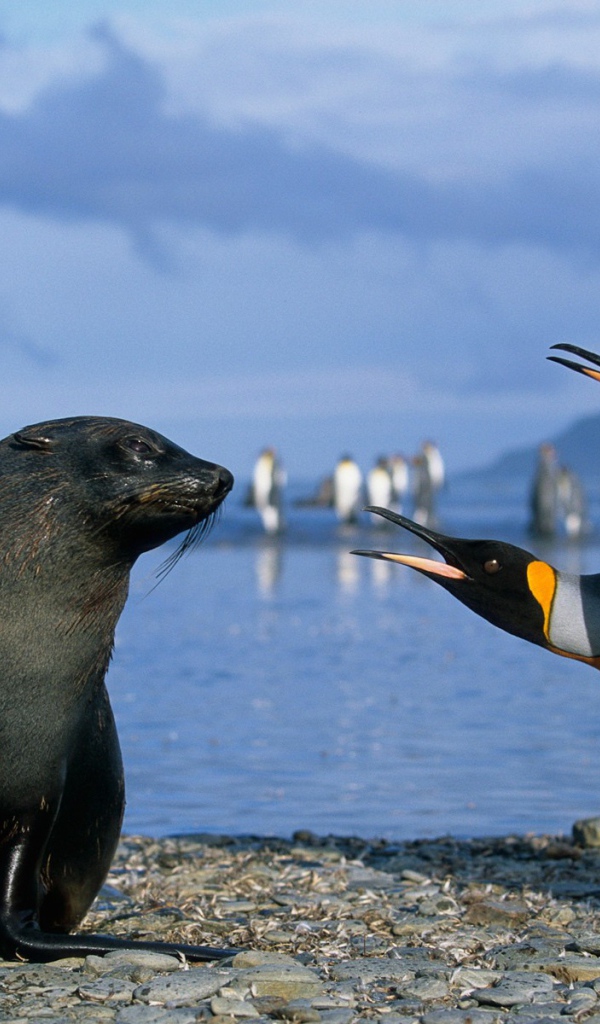 Два пингвина с морским котиком