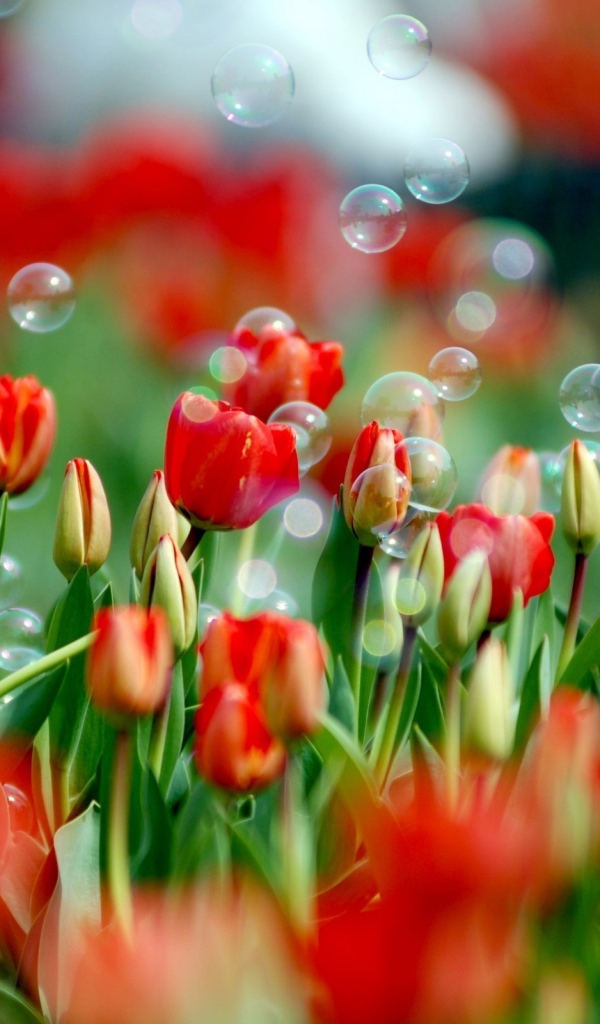 Мыльные пузыри на красных тюльпанах к 8 марта