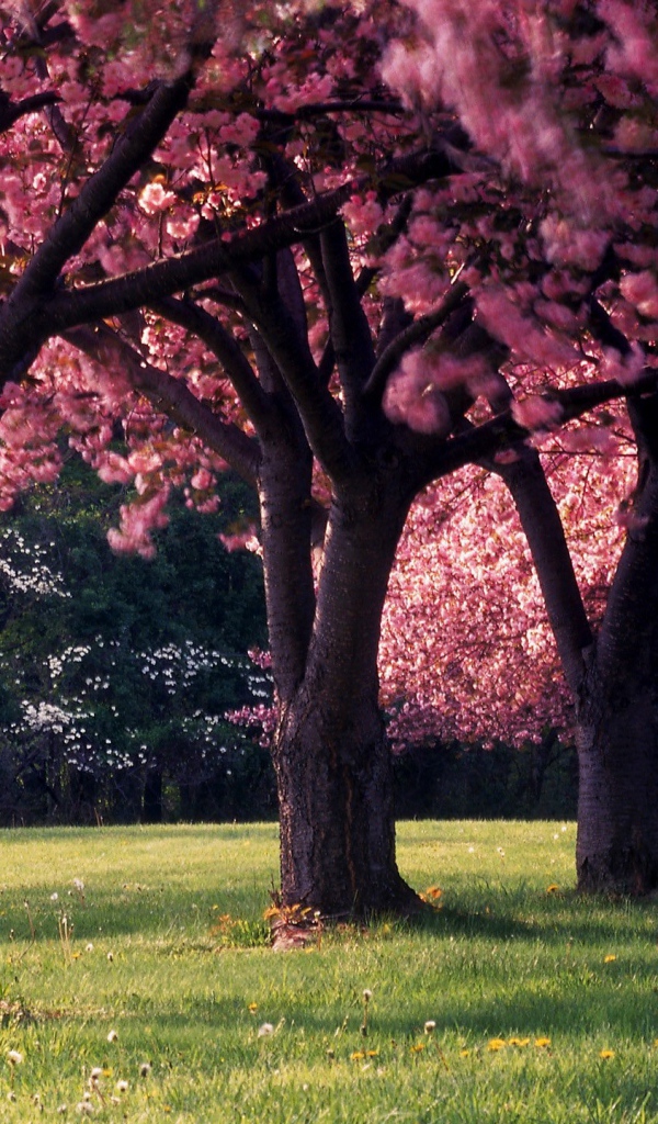Красивое фото цветущих деревьев весной