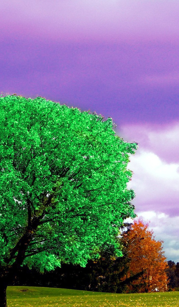 Ярко зеленое дерево на фоне осени