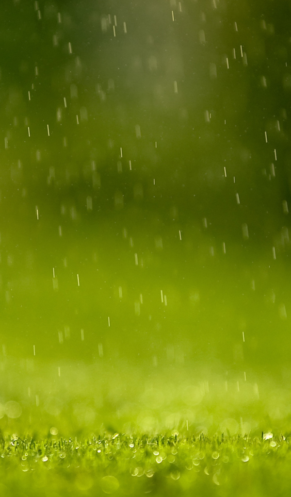 Зеленая трава под дождем, фон