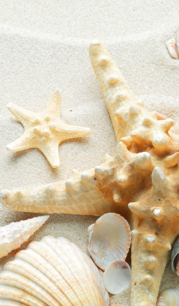 Окаменевшая звезда на пляже