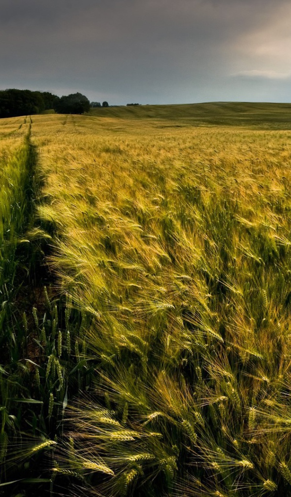 Ровные ряды колосков зеленой пшеницы