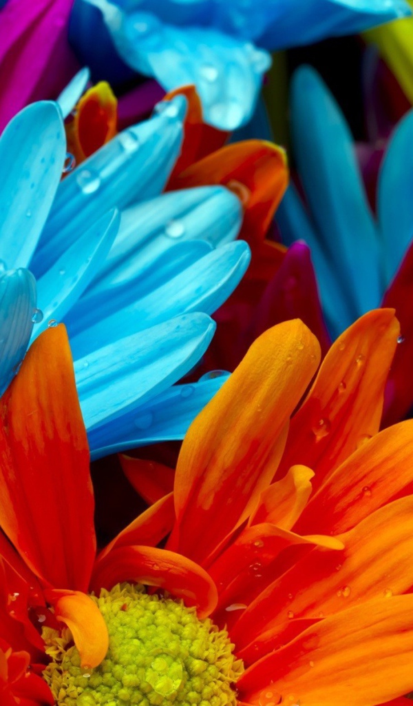 Голубые и оранжевые цветы в росе