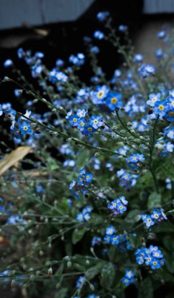 Blue flowers forget-me-plant