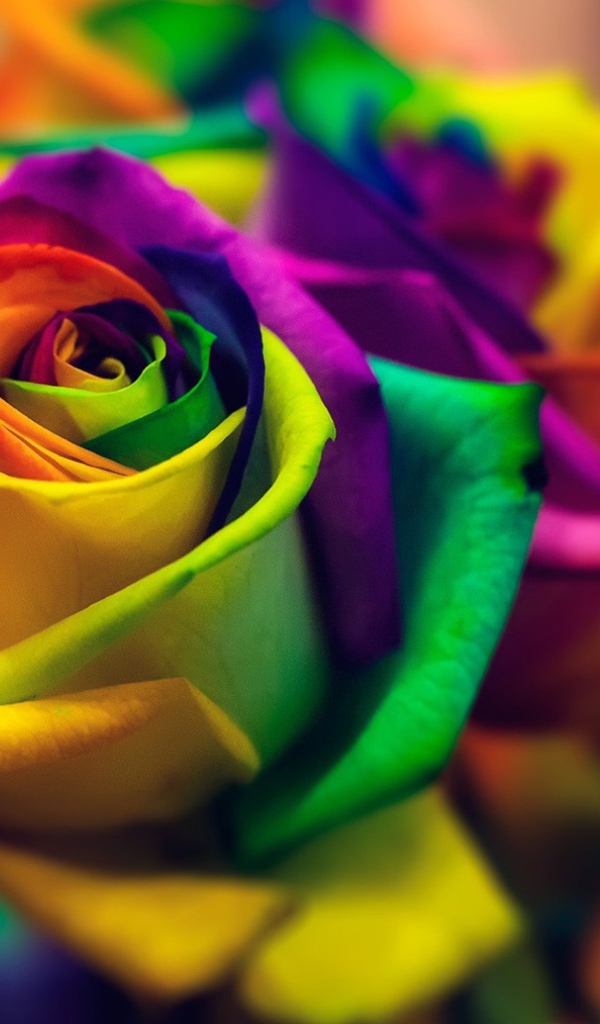Яркая роза с лепестками разного цвета