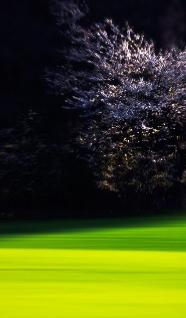 Цветущая вишня на краю зеленого газона
