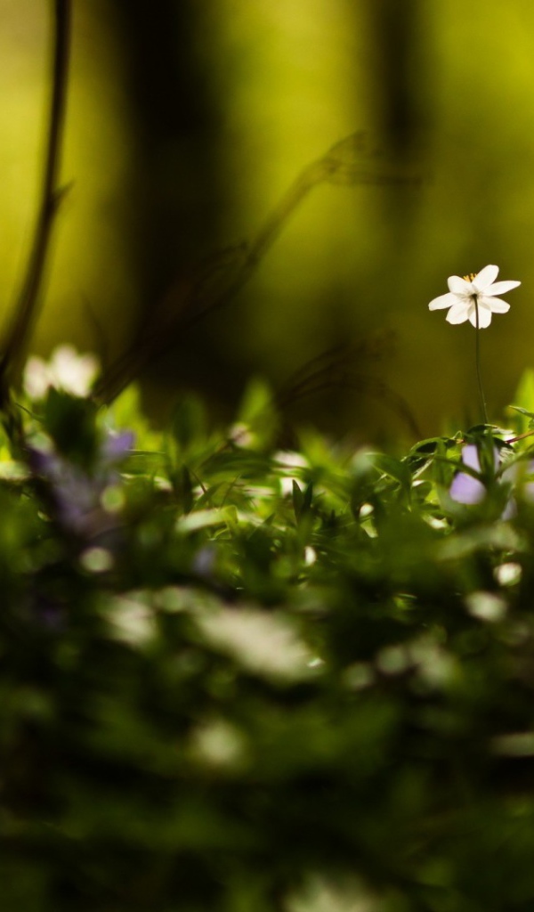 Маленькие белые цветы среди зелени в лесу