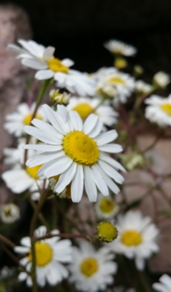 White daisies in stones
