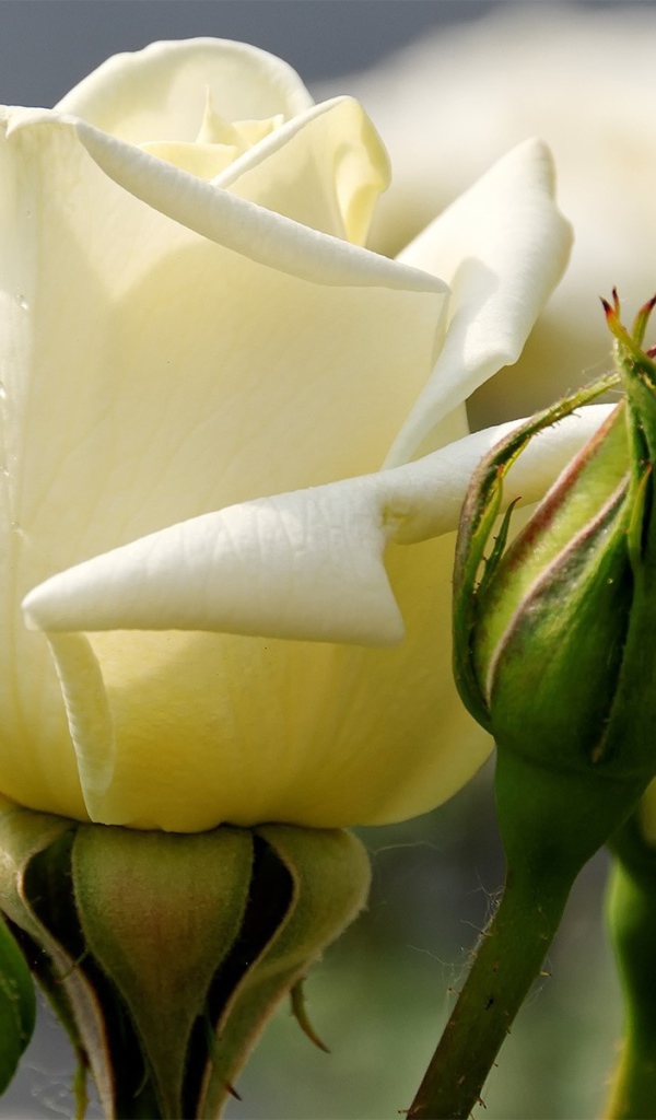Белая роза между зелеными бутонами