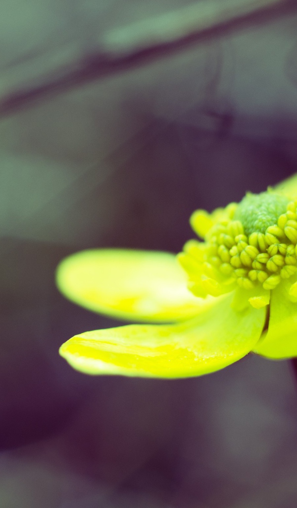 Желто зеленый цветок на сером фоне