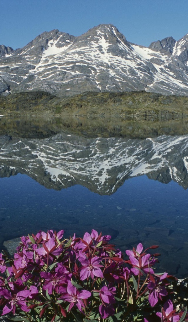 Цветы в горах у озера