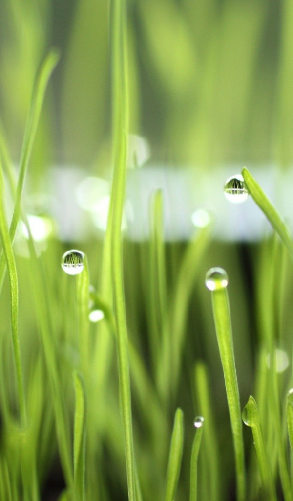 Зеленая трава после дождя