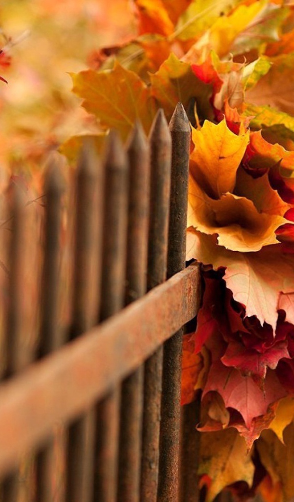 Букет осенних листьев в заборе
