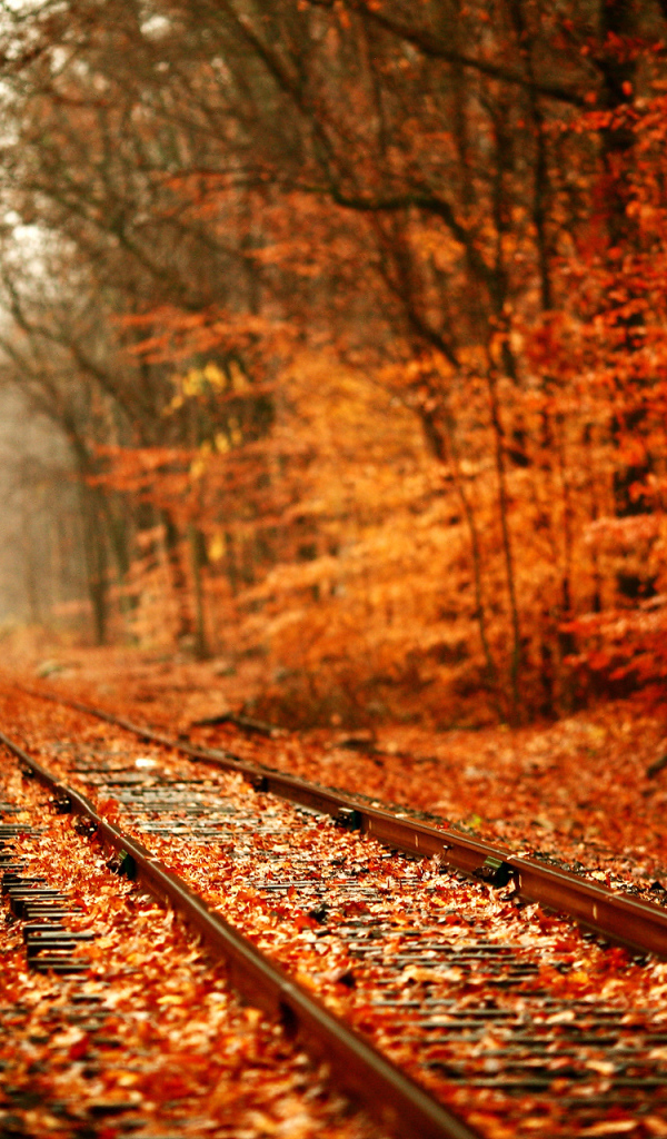 Railway in yellow forest