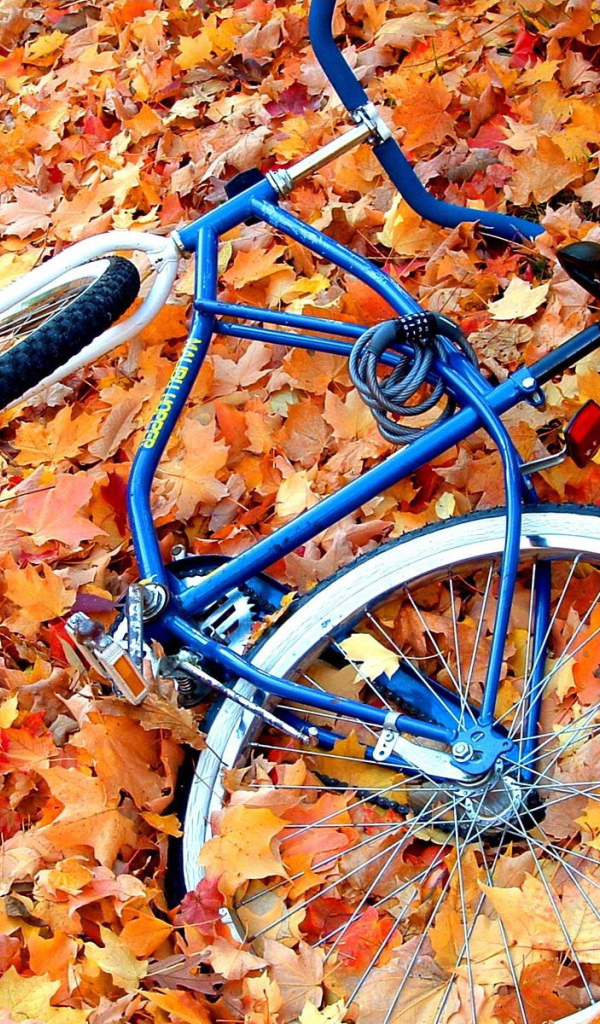 Велосипед в осенней листве