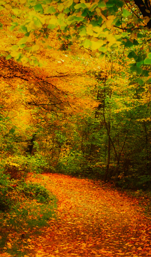 Дорога засыпана желтыми листьями
